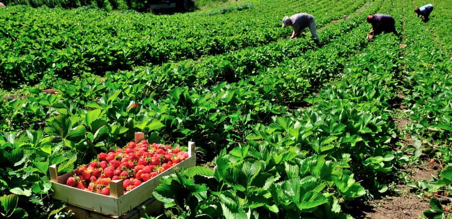 Workers in a field harvesting strawberries
